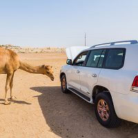 Car Camel